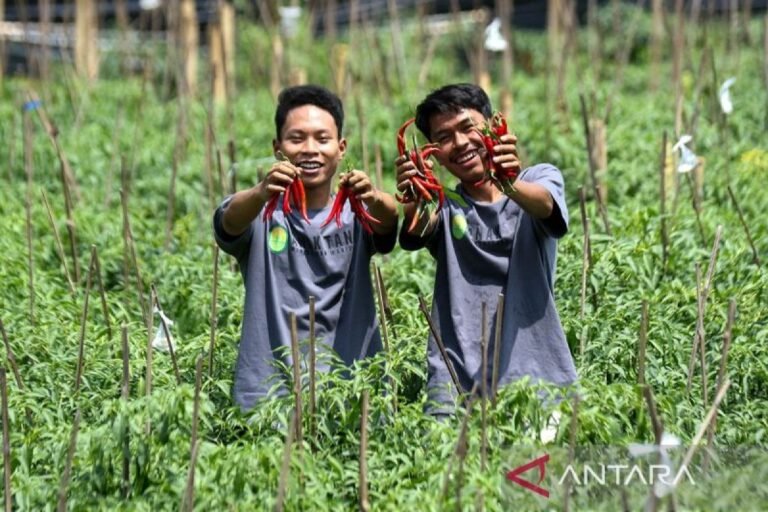 Dari Target 4 Tahun Jadi Realitas 1 Tahun: Swasembada Beras Jadi Bukti Keberhasilan Kebijakan Pangan