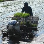 Modernisasi Pertanian, Kunci Keberhasilan Swasembada Pangan di Era Pemerintahan Prabowo