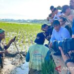 Pemerintah Gaji Petani Pulihkan Sawah Terdampak Bencana