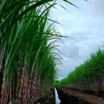 PTPN III melalui SGN Perkuat Peran Strategis Menuju Swasembada Gula Nasional