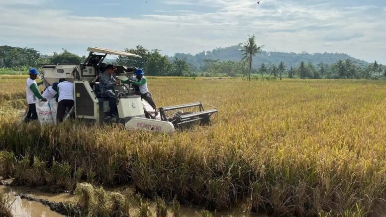 Swasembada Beras Terwujud, Indonesia Menuju Ketahanan Pangan Nasional