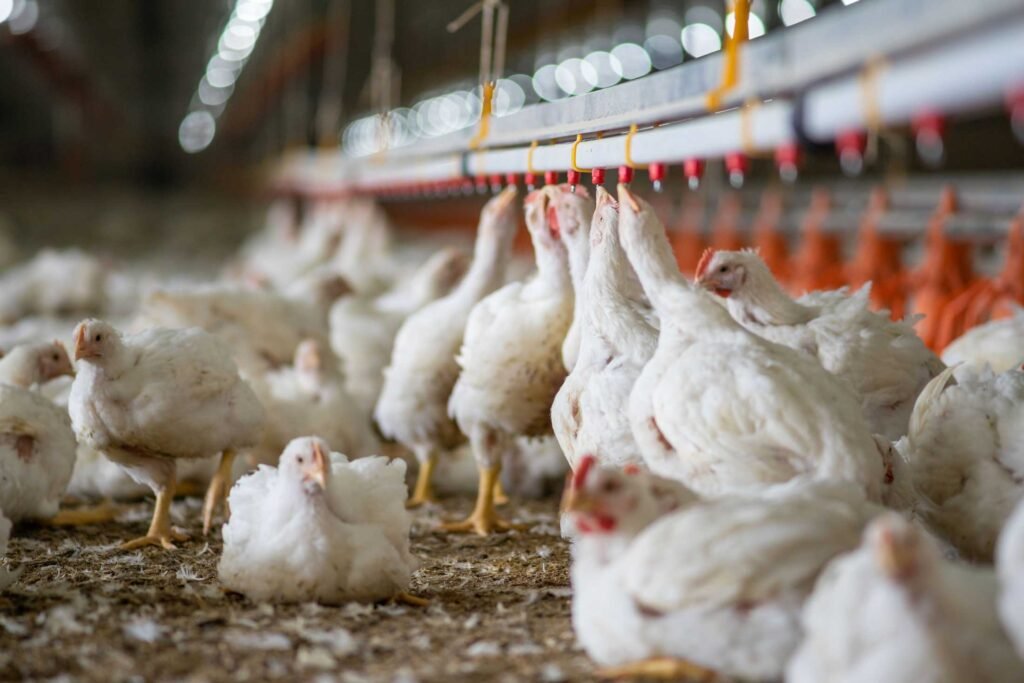 Pemerintah Perkuat Swasembada Protein melalui Hilirisasi Ayam Terintegrasi