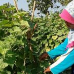 Deregulasi Besar-Besaran, Pemerintah Percepat Swasembada Pangan Multi Komoditas