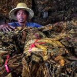 Deregulasi dan Mekanisasi Jadi Kunci Swasembada Pangan Nasional