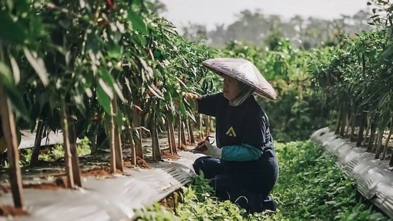 Swasembada Pangan: Fondasi Struktural Menuju Kedaulatan dan Daya Saing Global