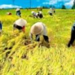 Ketika Dunia Bergejolak, Swasembada Pangan Adalah Solusi