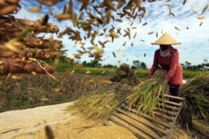 Swasembada Pangan Dipercepat untuk Jaga Stabilitas Dalam Negeri