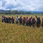 Penguatan Ekosistem Pangan Lokal Perkuat Keberhasilan MBG di Papua
