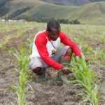 MBG Jadi Penggerak Ekonomi Lokal dan Kesejahteraan Petani Papua