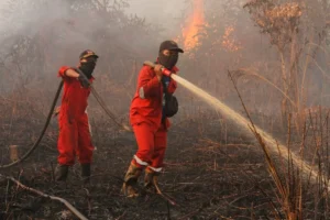 Pemerintah Bangun Sekat Kanal untuk Jaga Gambut Tetap Basah dan Cegah Karhutla
