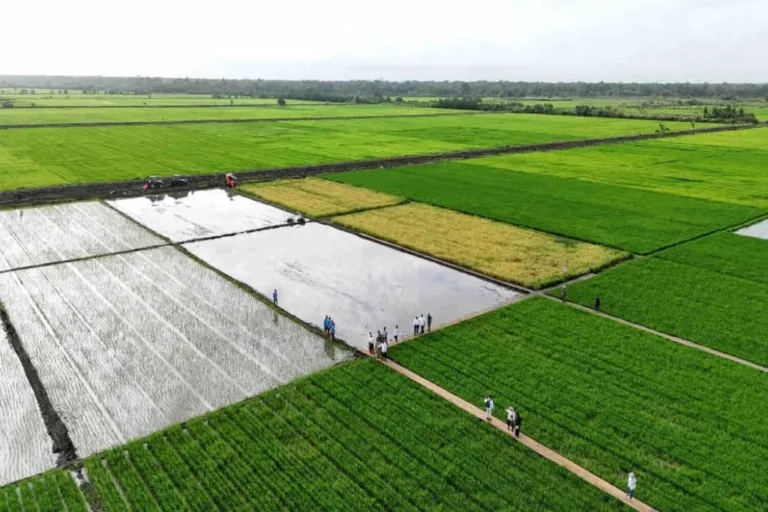 Lindungi Petani dari Gagal Panen, Pemerintah Siapkan AUTP 100 Ribu Hektare
